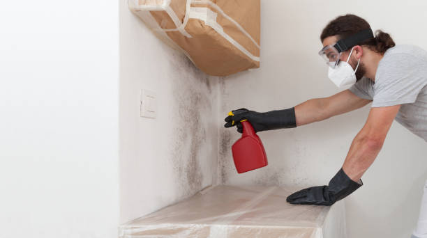 Professional Basement Mold Remediation technician working in Linkwood, MD